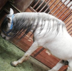 Meet your Posher, Jesus